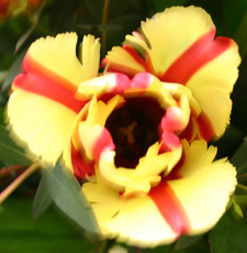 Tulpe-gezackt.jpg